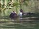 Muscovy Duck (Cairina moschata) - Juvenile