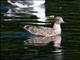 Mew Gull (Larus canus)