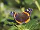 Red Admiral (Vanessa atalanta)