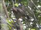 Broad-winged Hawk (Buteo platypterus)