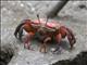 Fiddler Crab (Uca arcuata) - Female