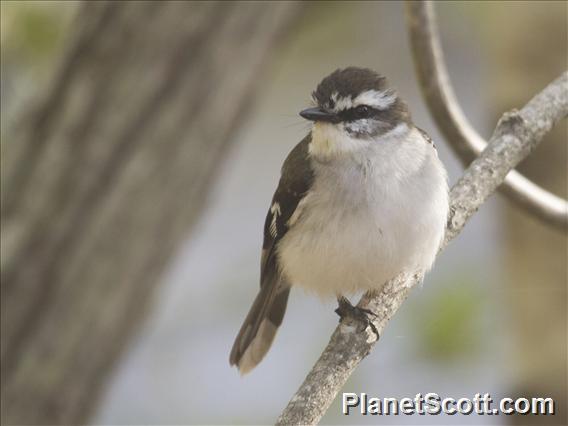 White-browed Robin (Poecilodryas superciliosa)