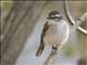 White-browed Robin (Poecilodryas superciliosa)