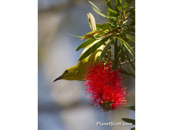 Yellow Honeyeater (Stomiopera flava)