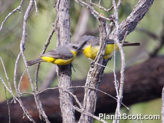 Eastern Yellow Robin (Eopsaltria australis)