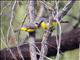 Eastern Yellow Robin (Eopsaltria australis)