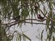 Mistletoebird (Dicaeum hirundinaceum)