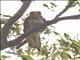 Brown Falcon (Falco berigora)