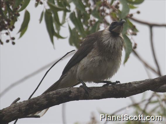 Noisy Friarbird (Philemon corniculatus)