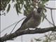 Noisy Friarbird (Philemon corniculatus)