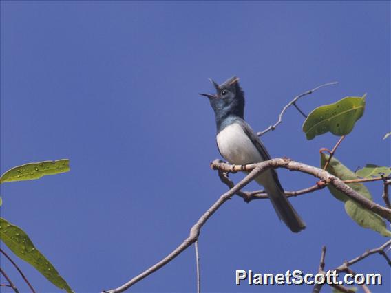 Leaden Flycatcher (Myiagra rubecula)