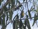 Striated Pardalote (Pardalotus striatus)