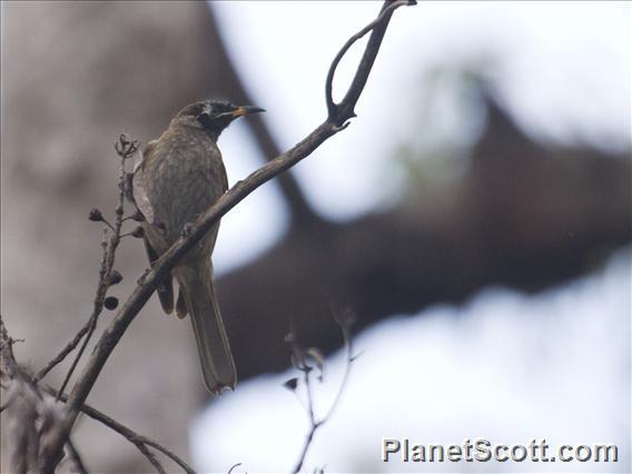 Bridled Honeyeater (Bolemoreus frenatus)