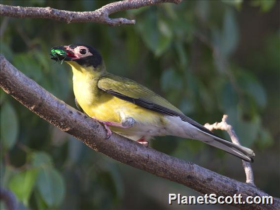 Australasian Figbird (Sphecotheres vieilloti)