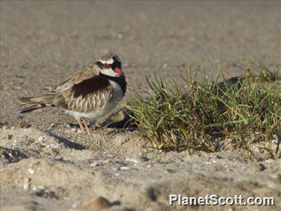 Black-fronted Dotterel (Thinornis melanops)