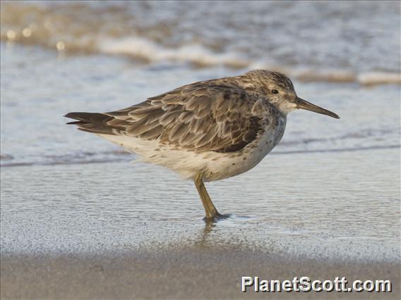 Great Knot (Calidris tenuirostris)