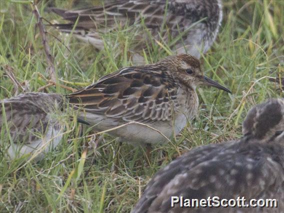 Sharp-tailed Sandpiper (Calidris acuminata)