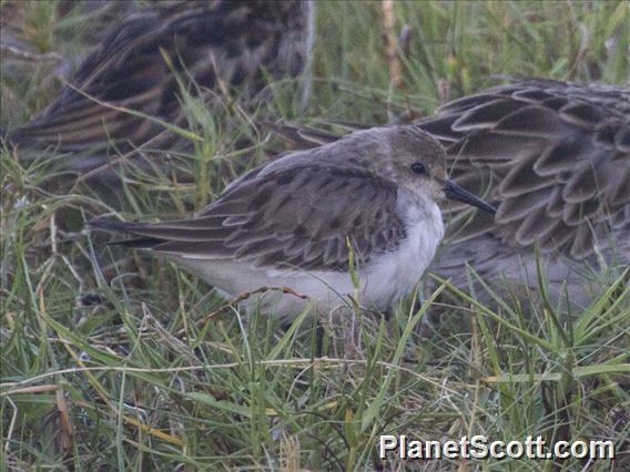 Red-necked Stint (Calidris ruficollis)