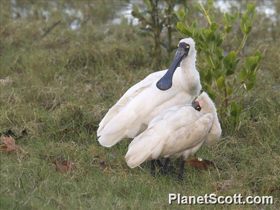 Royal Spoonbill (Platalea regia)