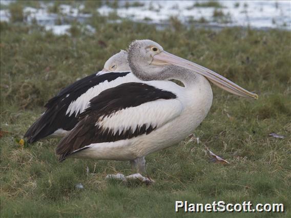 Australian Pelican (Pelecanus conspicillatus)