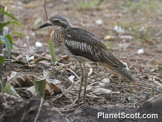 Bush Thick-knee (Burhinus grallarius)