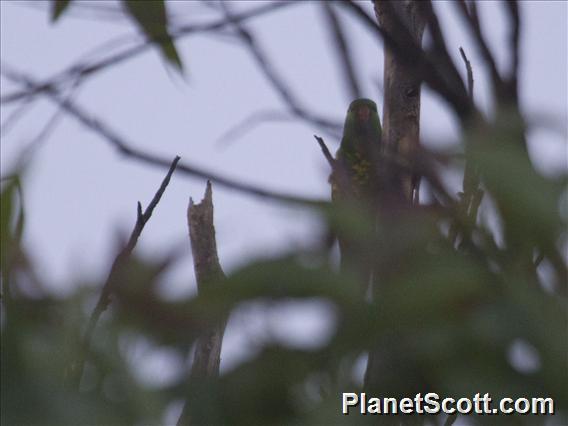 Scaly-breasted Lorikeet (Trichoglossus chlorolepidotus)