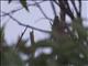 Scaly-breasted Lorikeet (Trichoglossus chlorolepidotus)