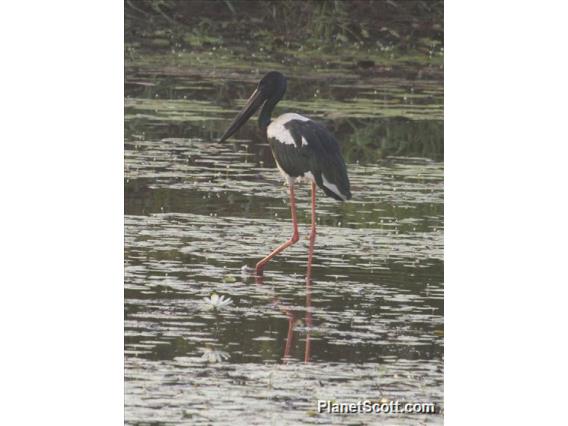 Black-necked Stork (Ephippiorhynchus asiaticus)