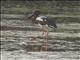 Black-necked Stork (Ephippiorhynchus asiaticus)