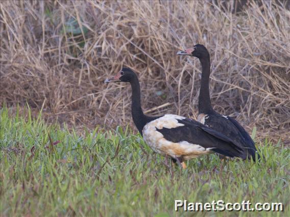 Magpie Goose (Anseranas semipalmata)