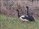 Magpie Goose (Anseranas semipalmata)