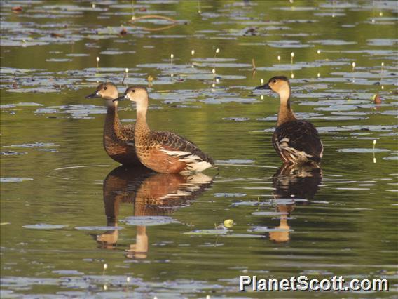 Wandering Whistling-Duck (Dendrocygna arcuata)