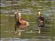 Wandering Whistling-Duck (Dendrocygna arcuata)