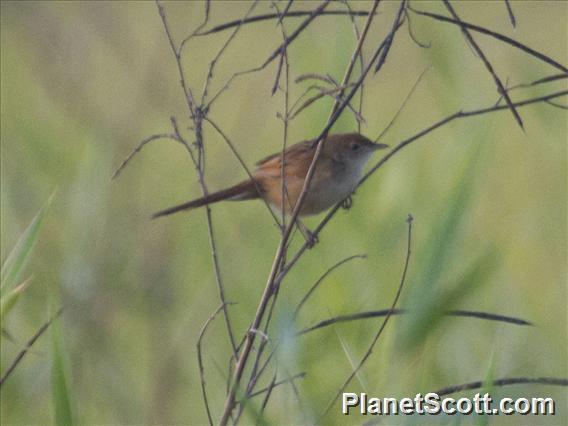 Tawny Grassbird (Cincloramphus timoriensis)