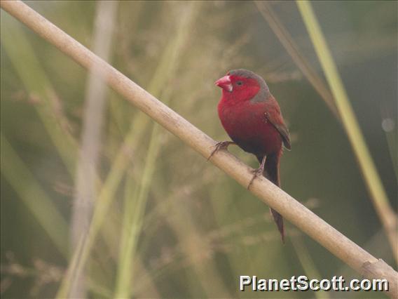 Crimson Finch (Neochmia phaeton)