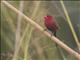 Crimson Finch (Neochmia phaeton)