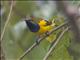 Sahul Sunbird (Cinnyris frenatus)