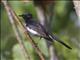 Willie-wagtail (Rhipidura leucophrys)