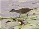 White-browed Crake (Amaurornis cinerea)