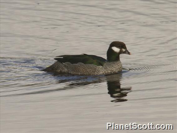 Green Pygmy-goose (Nettapus pulchellus)