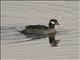 Green Pygmy-goose (Nettapus pulchellus)