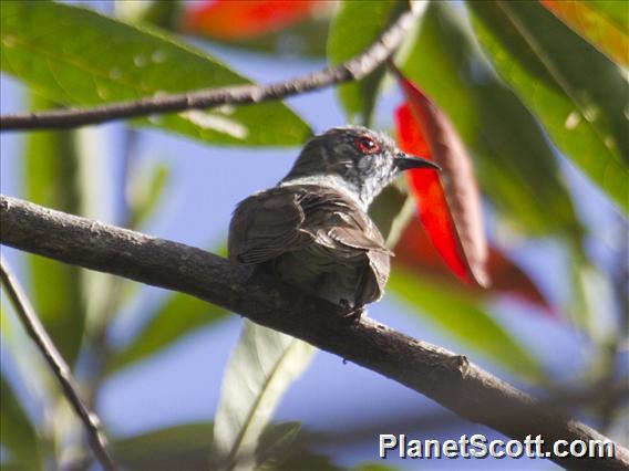 Little Bronze-Cuckoo (Chalcites minutillus)