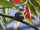 Little Bronze-Cuckoo (Chrysococcyx minutillus)