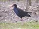 Purple Swamphen (Porphyrio melanotus)