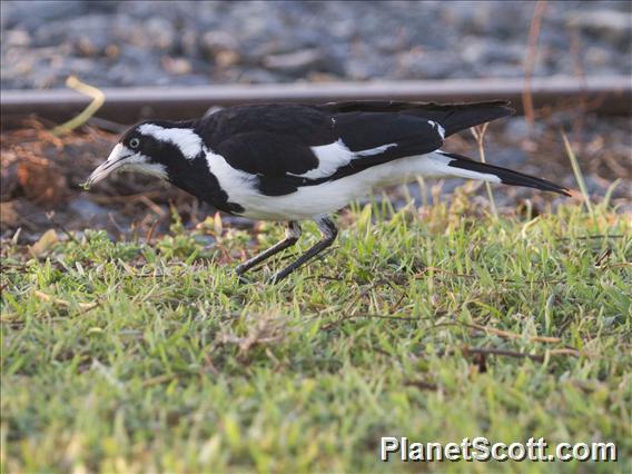 Magpie-lark (Grallina cyanoleuca)