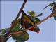 Rainbow Lorikeet (Trichoglossus haematodus)