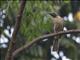 Helmeted Friarbird (Philemon buceroides)