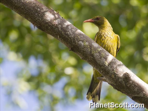 Green Oriole (Oriolus flavocinctus)