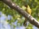 Green Oriole (Oriolus flavocinctus)