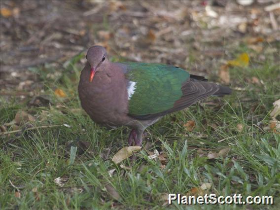 Pacific Emerald Dove (Chalcophaps longirostris)